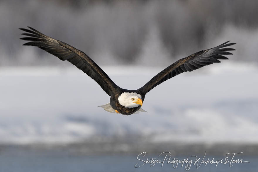A Bald Eagle in Alaska