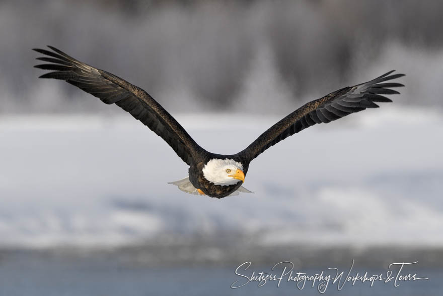 A Bald Eagle in Alaska 20171119 112648