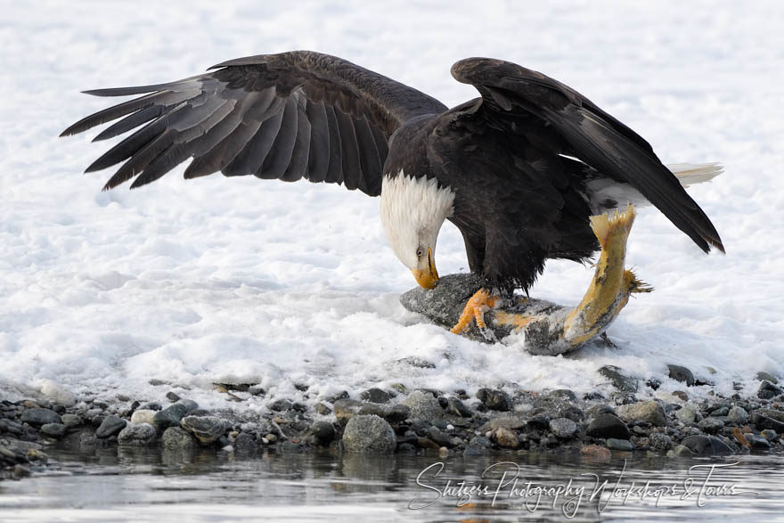 A Bald eagle devours its prey