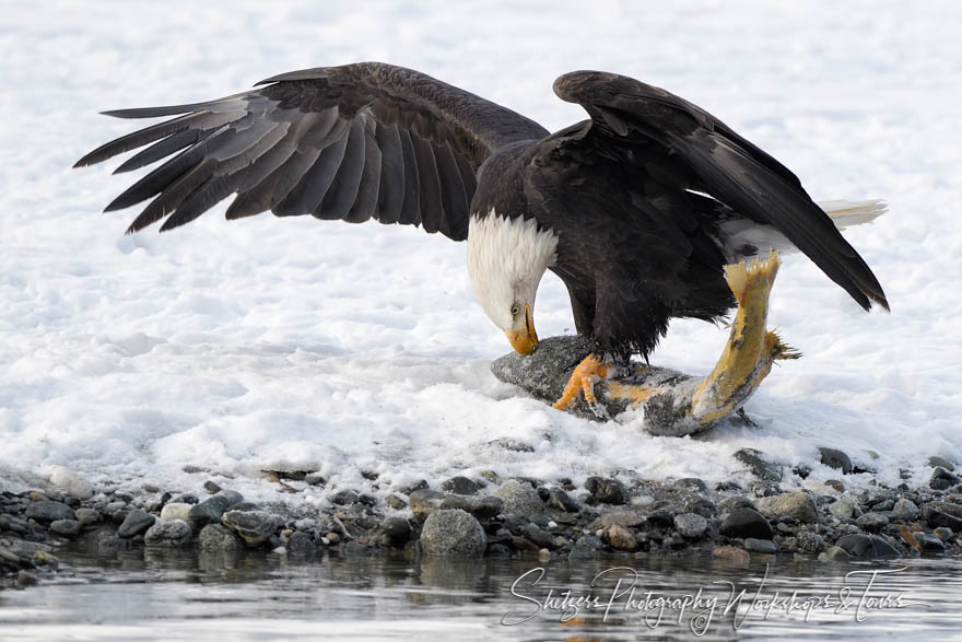 A Bald eagle devours its prey 20171114 104108