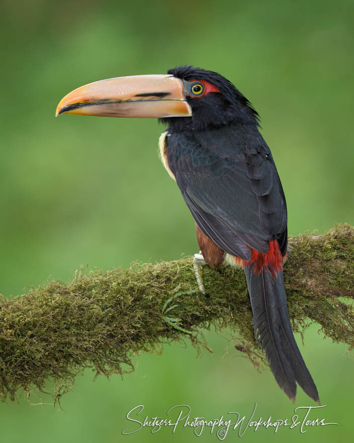 A Collared Aracari toucan peeks at the camera