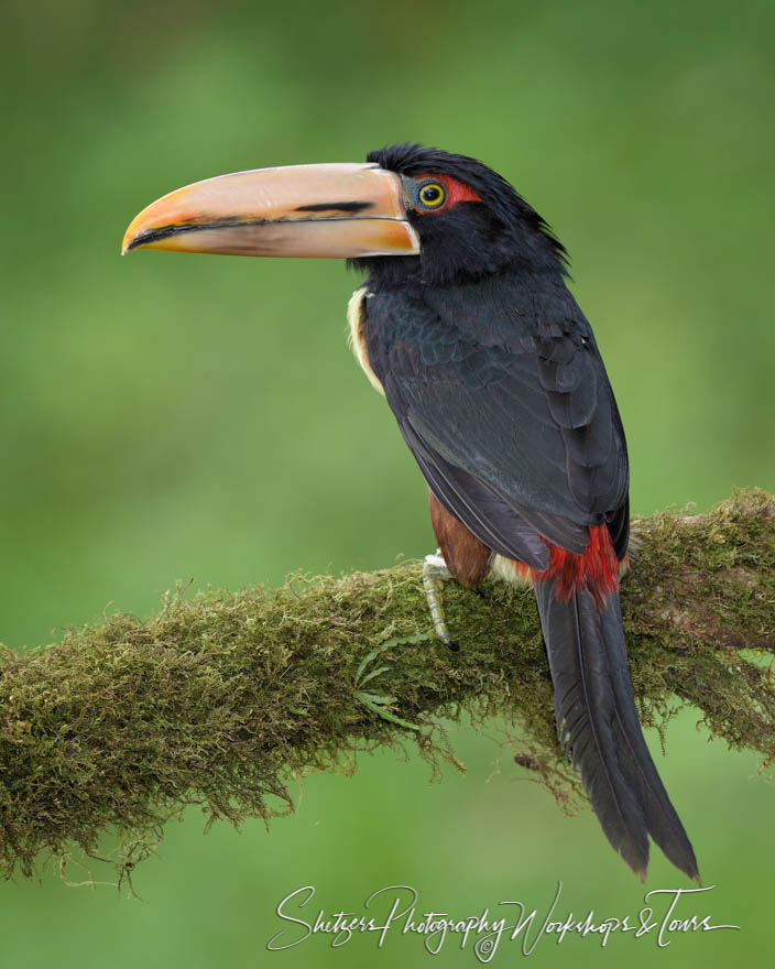 A Collared Aracari toucan peeks at the camera 20180516 132818