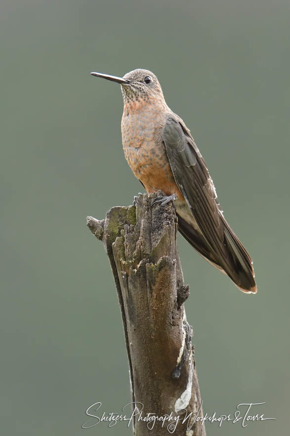 A Giant Hummingbird perched on a tree