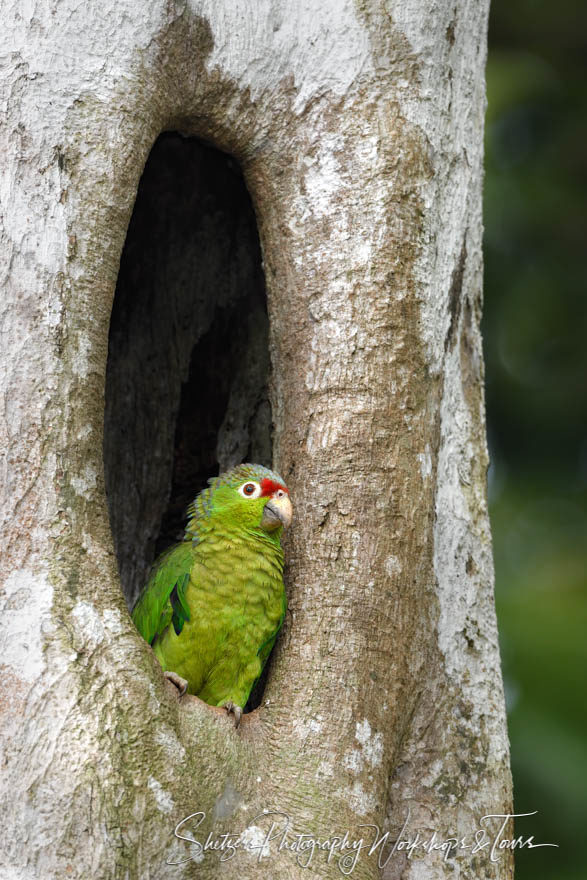 A Mealy parrot perusing its surroundings