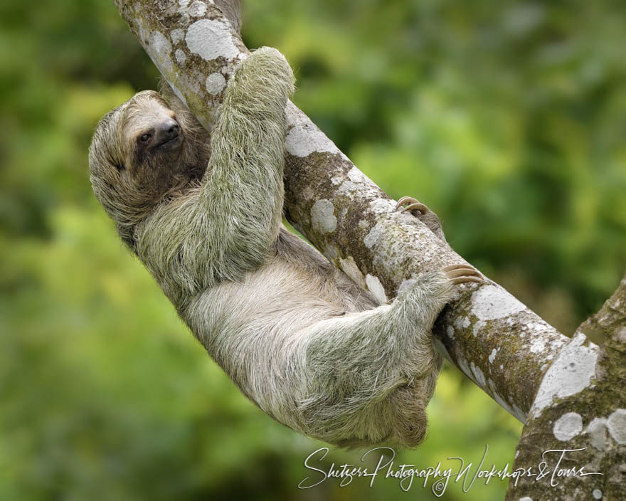 A Three-toed sloth in a tree