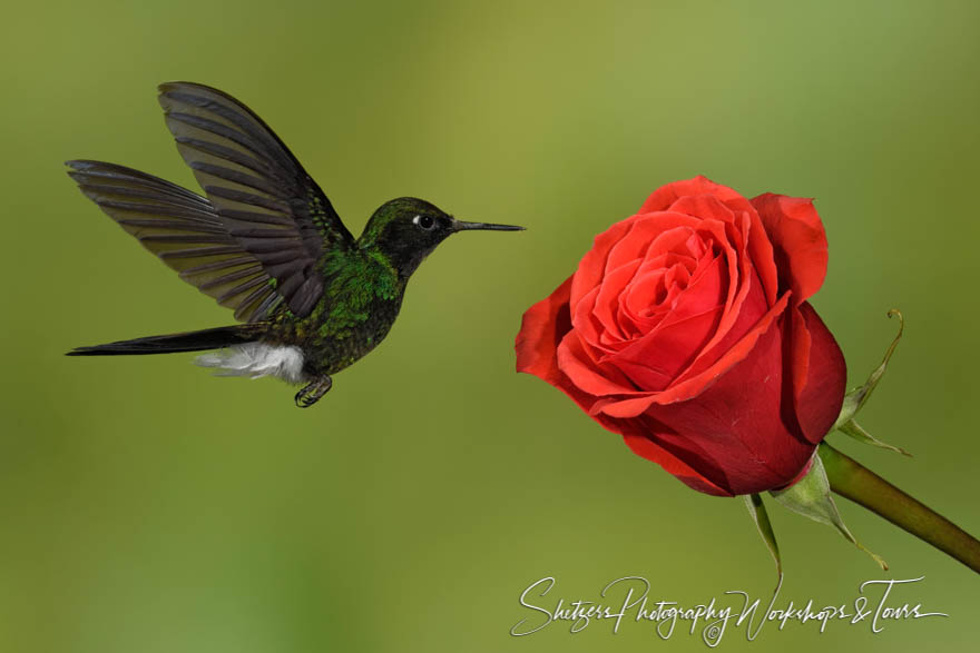 A Tourmaline Sunangel 20180602 121749