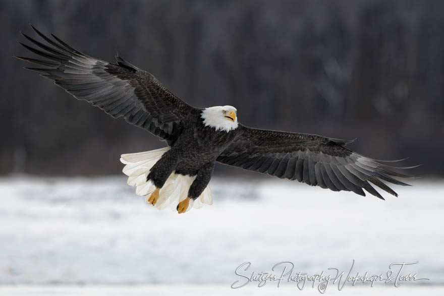 A bald eagle flies effortlessly in Alaska