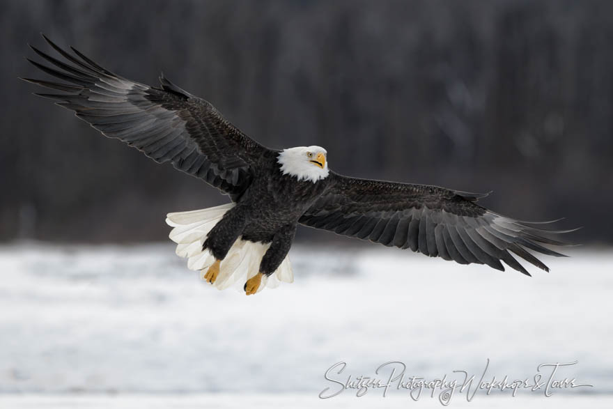 A bald eagle flies effortlessly in Alaska 20171114 130708