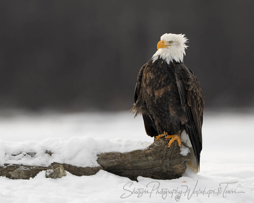 A bald eagle perched on a log