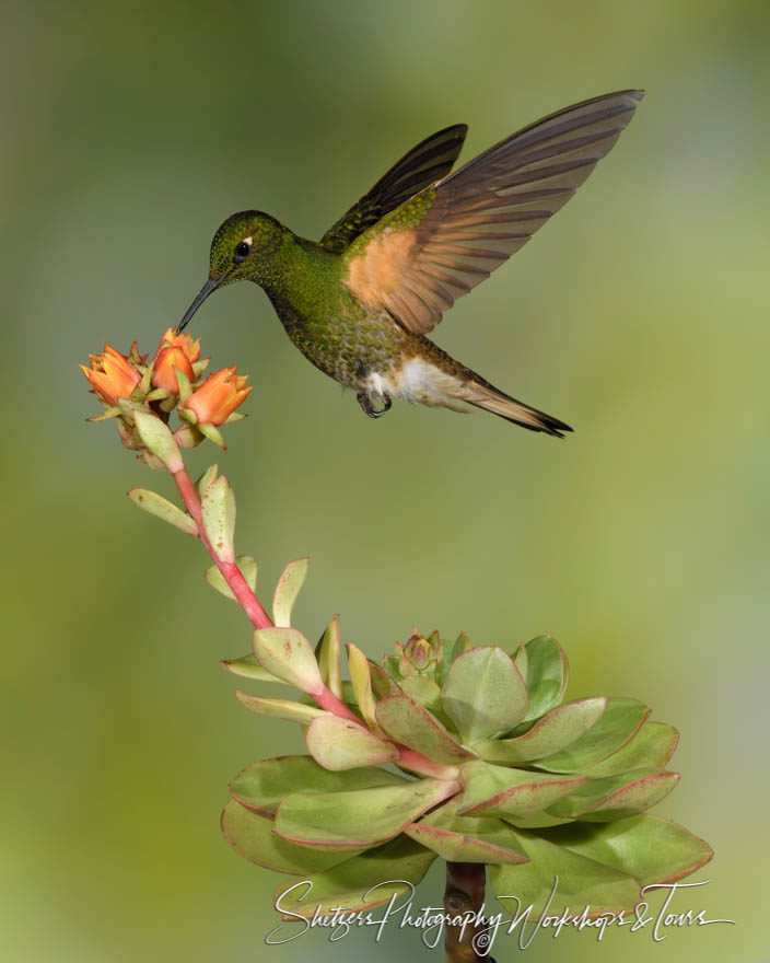A buff-tailed coronet searching for nectar