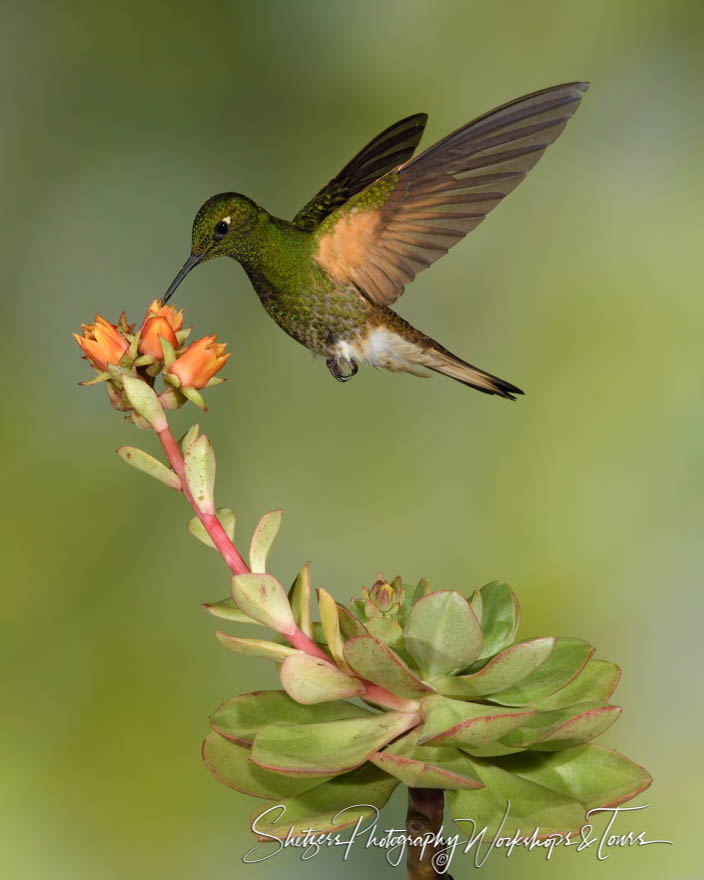 A buff tailed coronet searching for nectar 20180526 092404