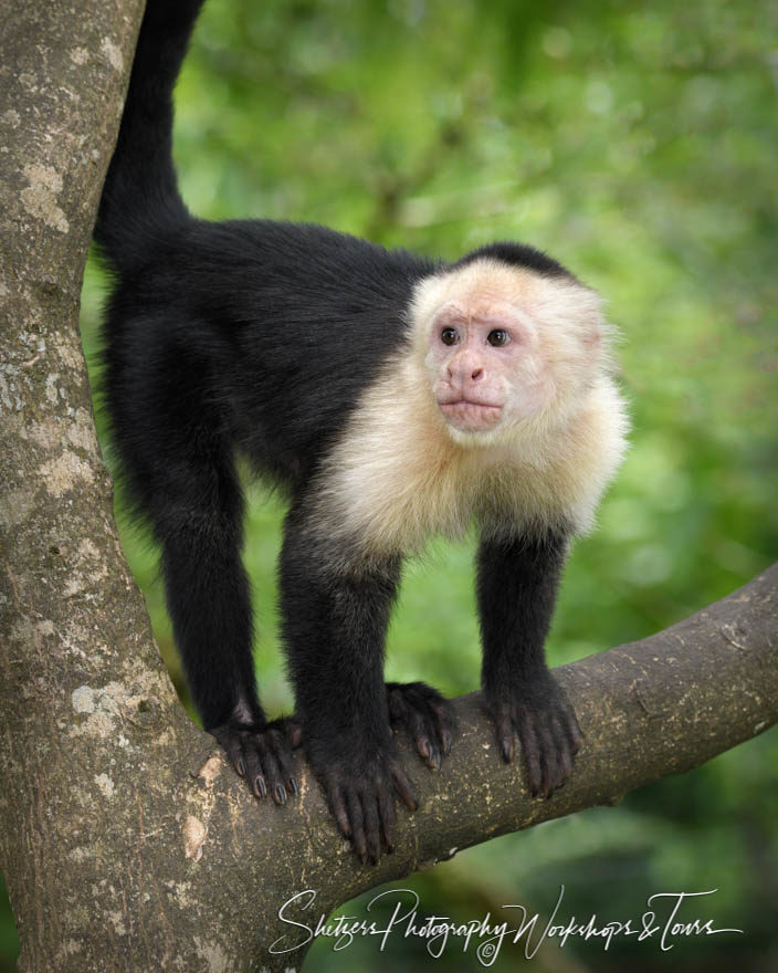 A capuchin in a tree