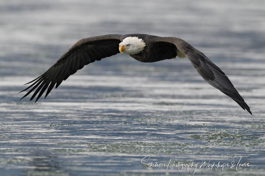 A flight above the water