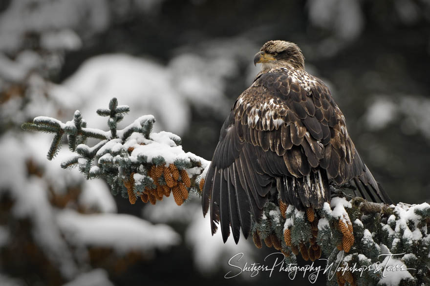 A juvenile perched in a tree 20171124 120554