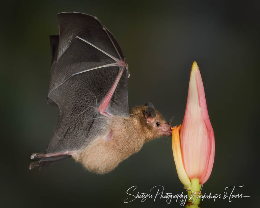 A long-tongued bat feeds off the nectar from a flower