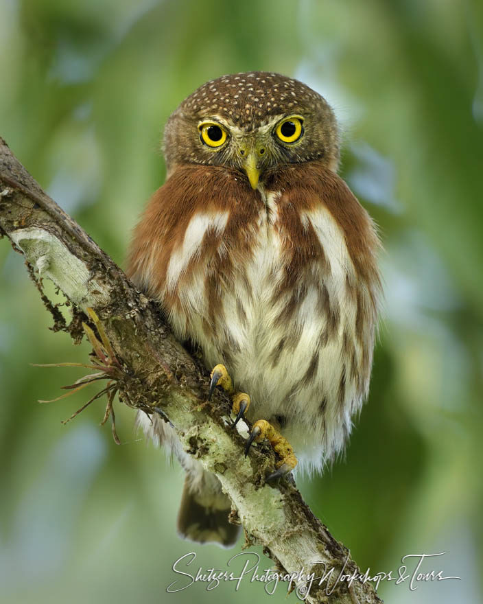 A pygmy owl perched in a tree