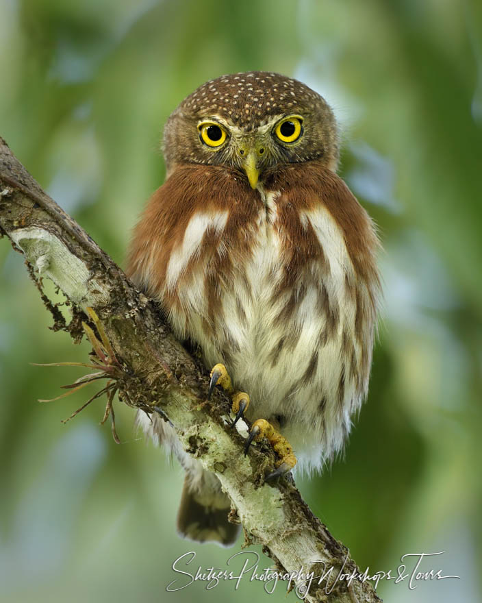 A pygmy owl perched in a tree 20180401 152042