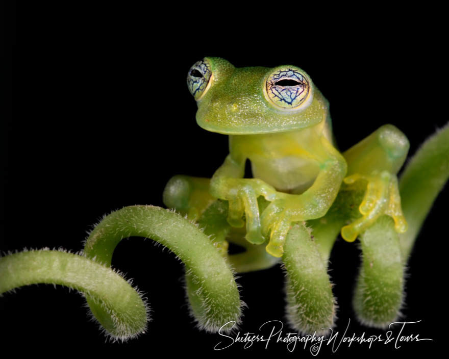 A relaxed glass frog