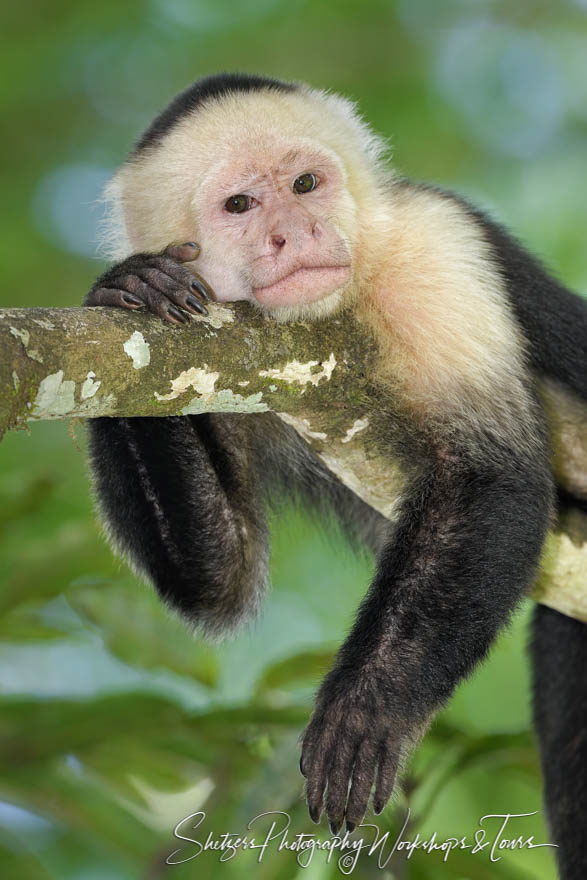 A relaxing white-faced capuchin