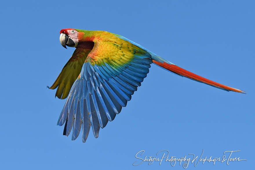 A scarlet macaw flies away