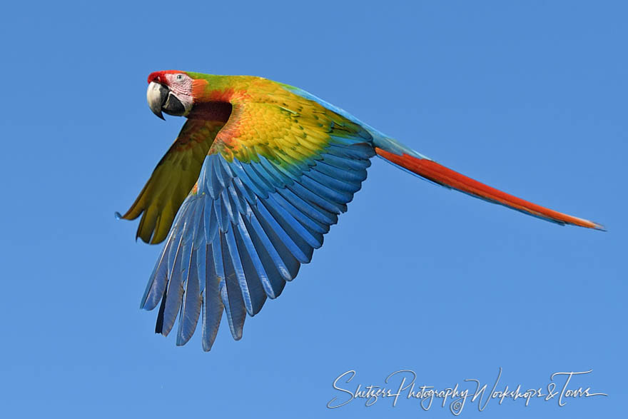 A scarlet macaw flies away 20180401 071018