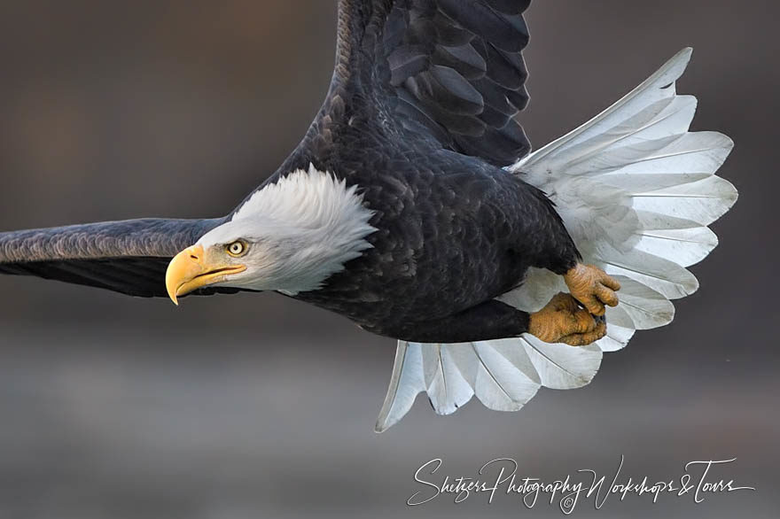 A soaring Bald eagle