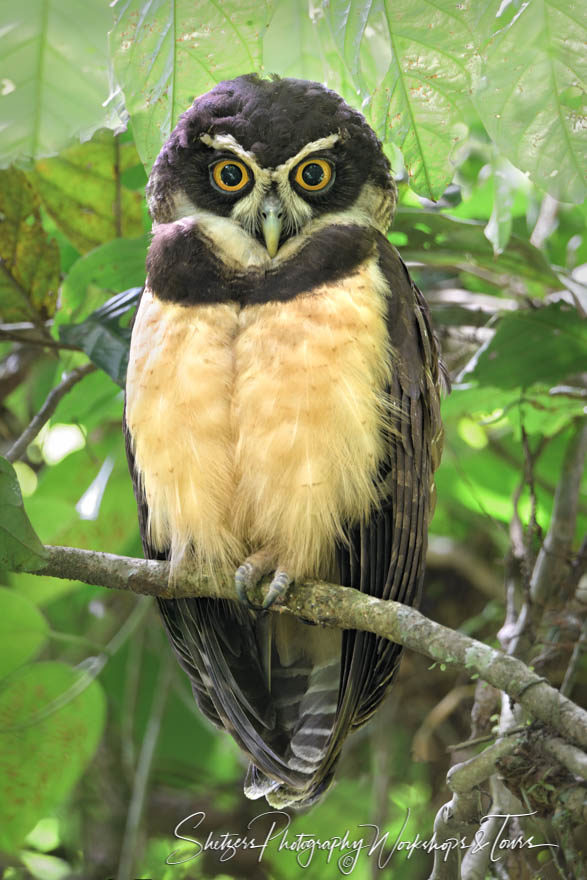 A spectacled owl gazes into the camera