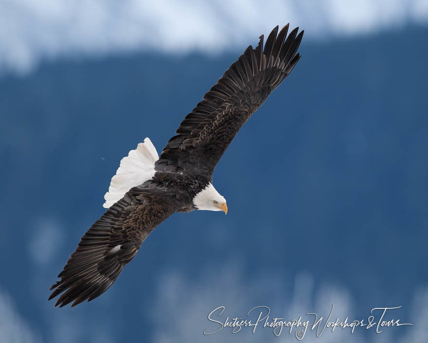 A swooping descent