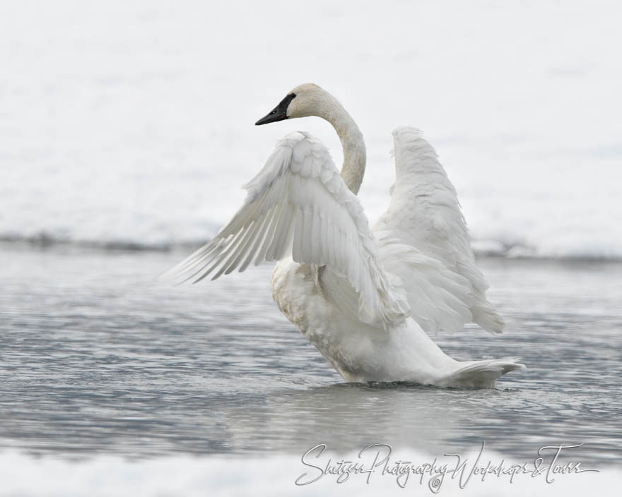 A trumpeter swan on the Chilkat River