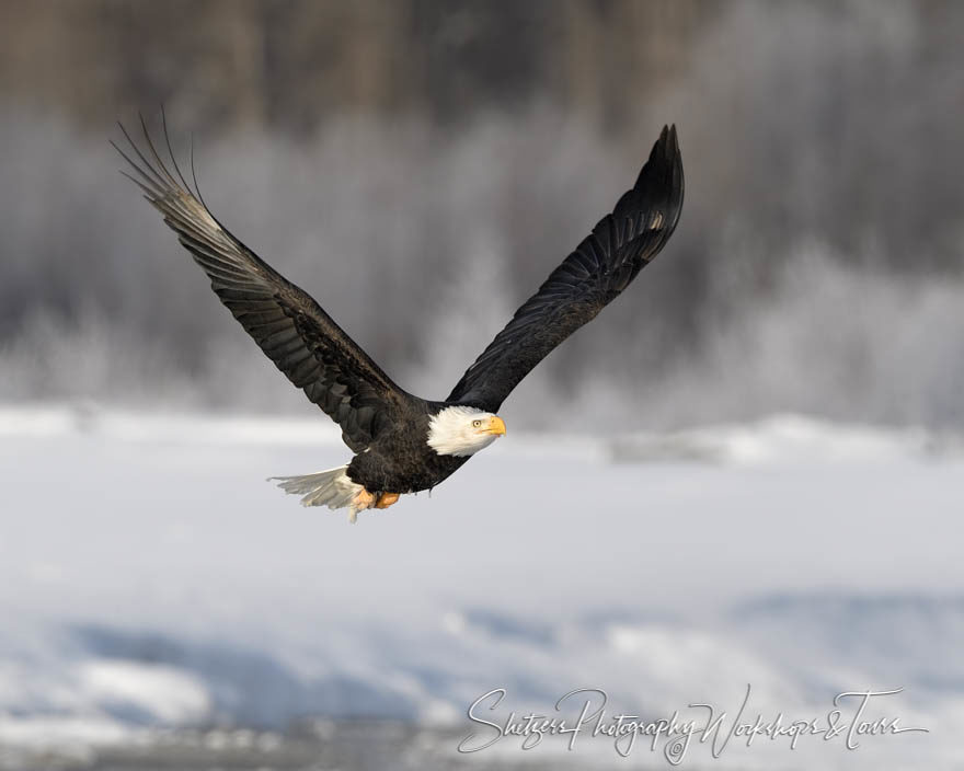 A vast wingspan