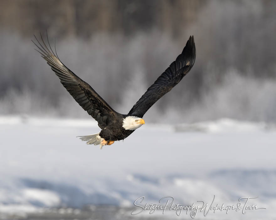 A vast wingspan 20171119 115341