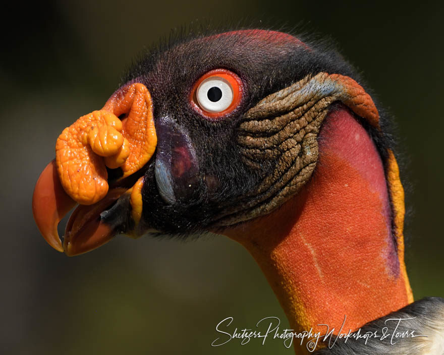 King Vulture up close