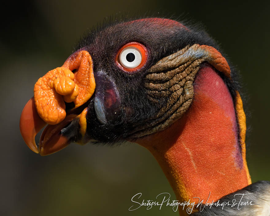 King Vulture up close 20180403 080658