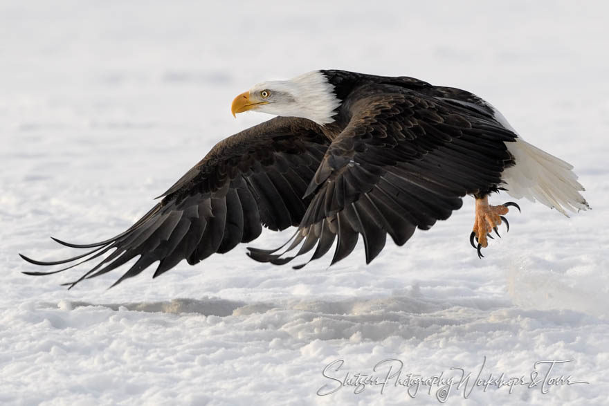 Landing in the snow