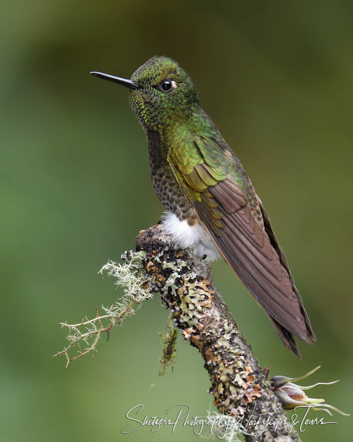 Lone Buff-tailed Coronet Hummingbird