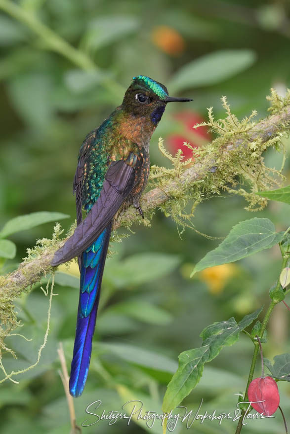 Lone violet-tailed sylph