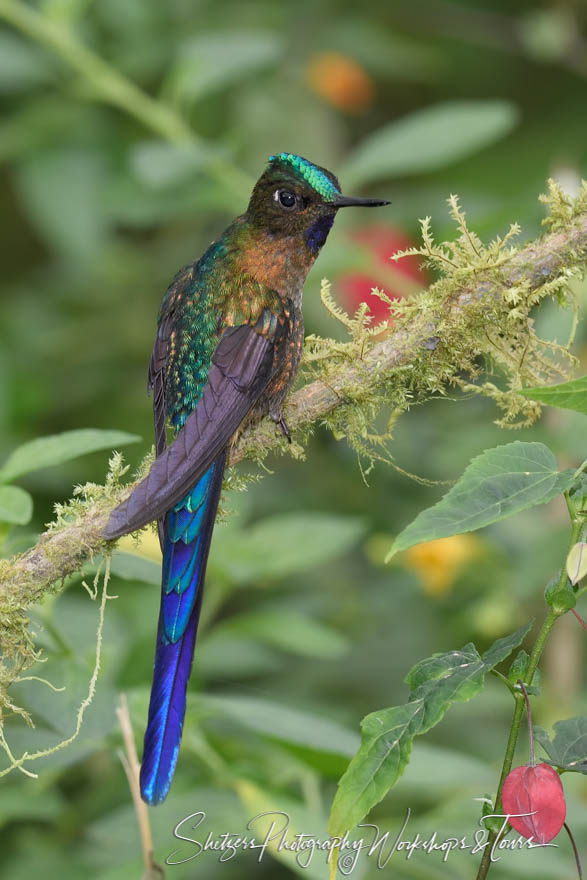 Lone violet tailed sylph 20180516 085819