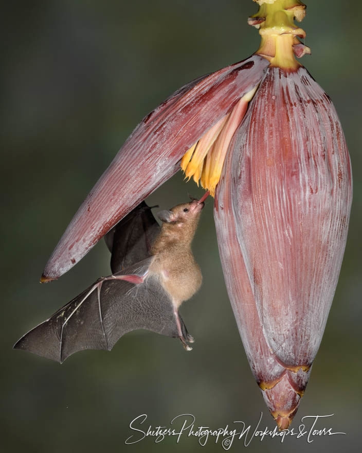 Long-tongued bat with blossoming flower