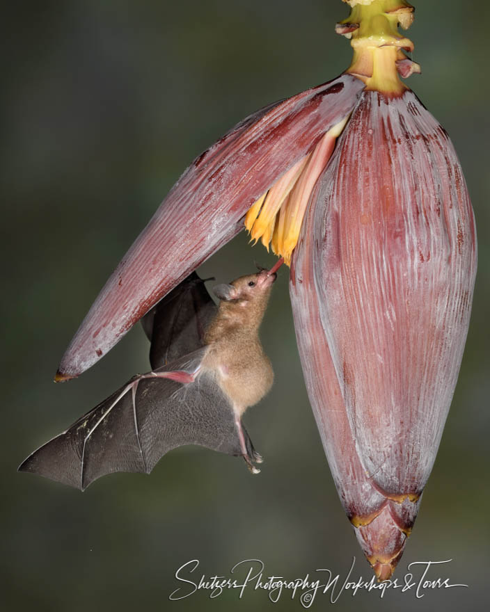Long tongued bat with blossoming flower 20180403 184133