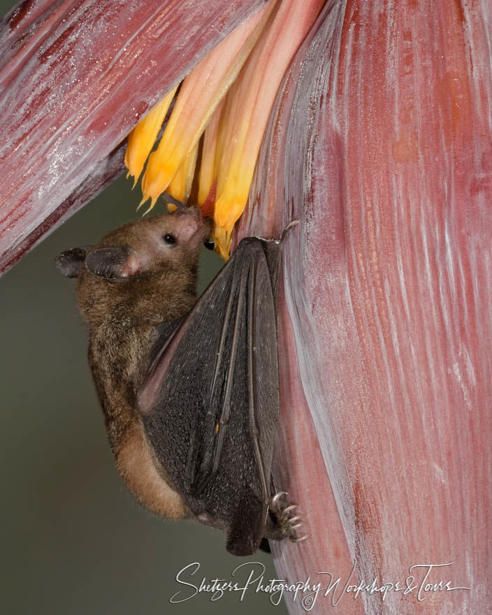 Long-tongued bat with pink flower