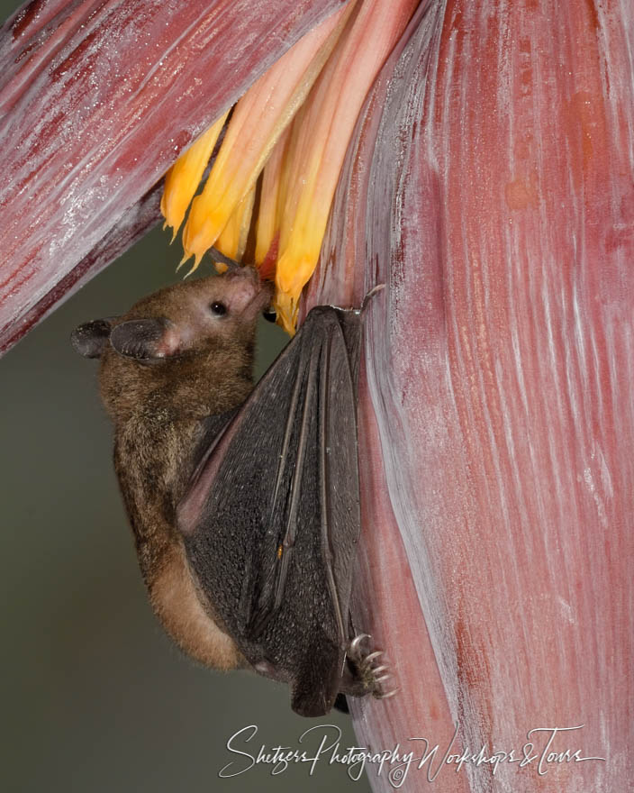 Long tongued bat with pink flower 20180403 183100