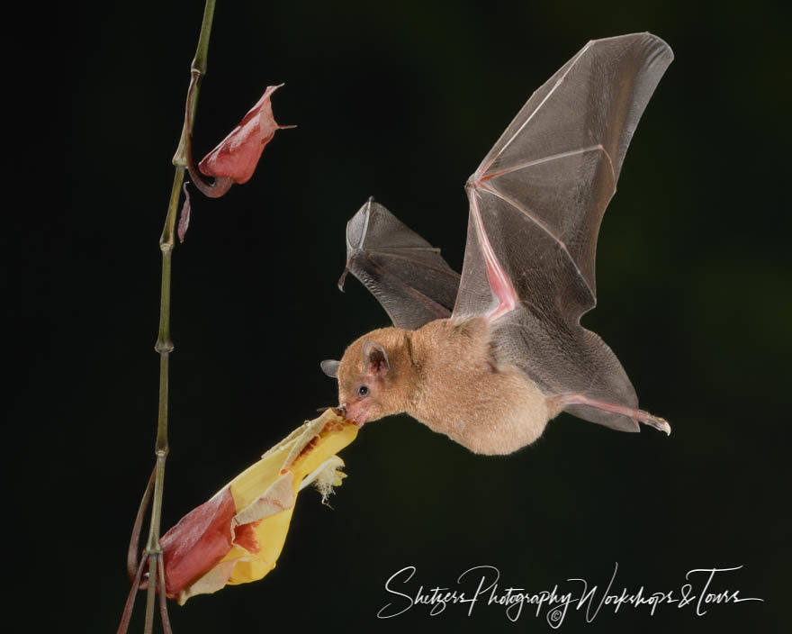Long-tongued nectar bat