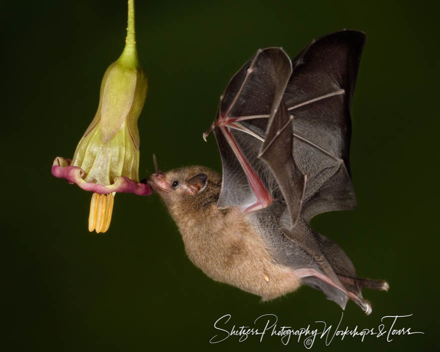 Long-tongued nectar bat drinking from a flower