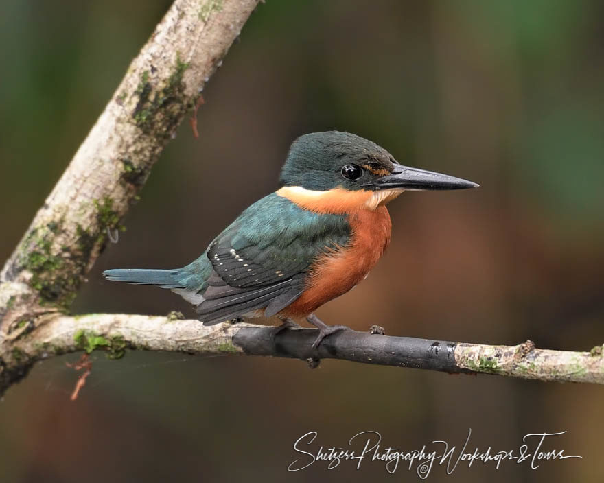 Male American Pygmy Kingfisher