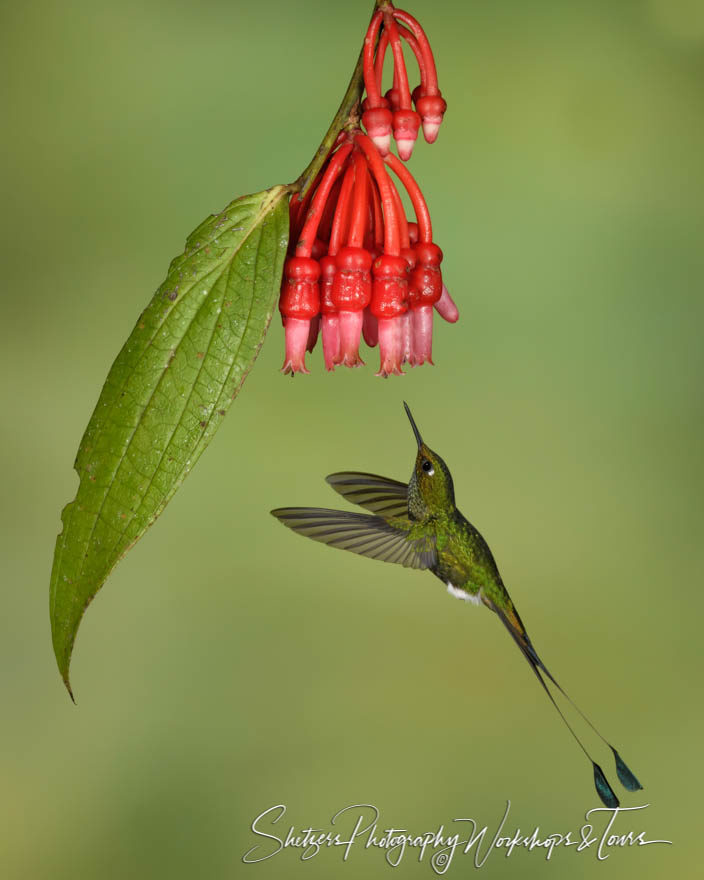 Male Booted racket-tailed hummingbird
