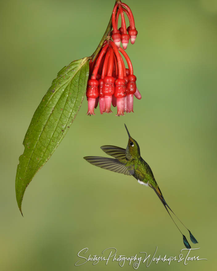 Male Booted racket tailed hummingbird 20180517 150654