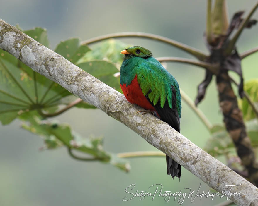 Male Golden-Headed Quetzal