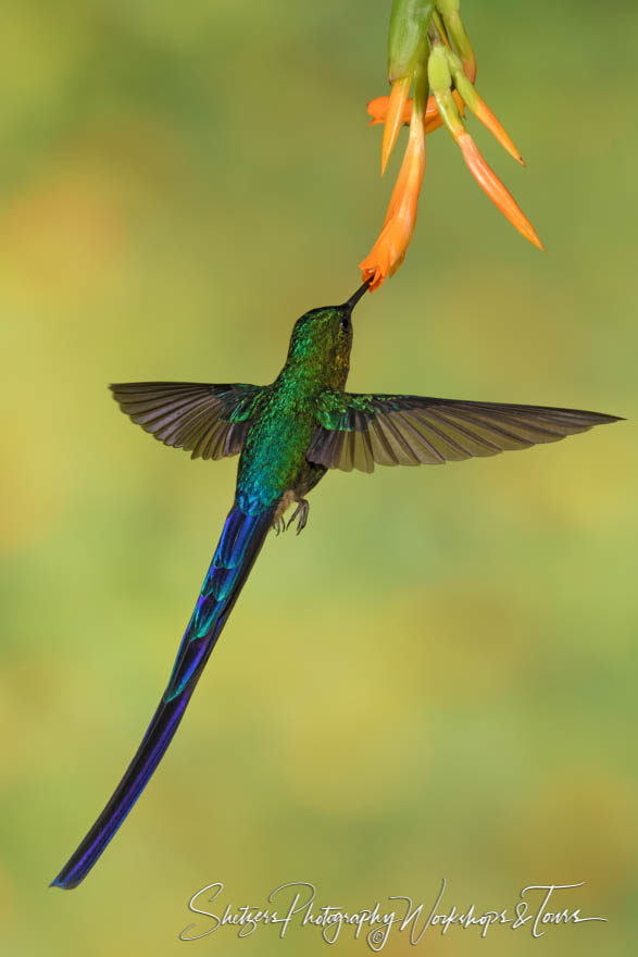 Male violet-tailed sylph