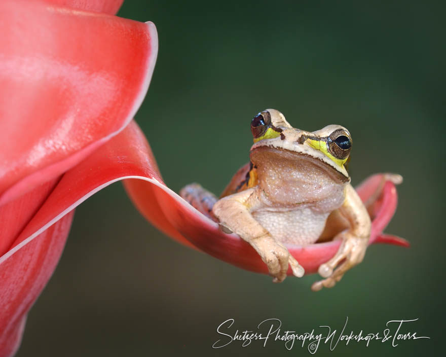 Masked Tree Frog