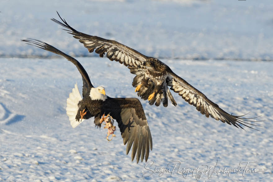 Mature and Juvenile bald eagles compete